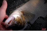Ripper REDBASS MAGNETO L - 96 mm