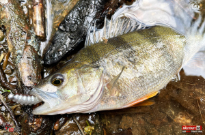 troutgrub_l_okoun-1-300x200-1.jpg