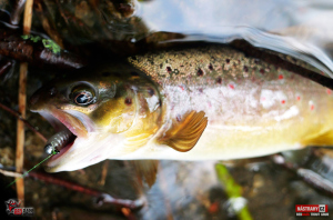 troutgrub_l_potocak-7-300x200-1.jpg