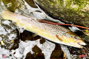 troutgrub_l_potocak-8-300x200-1.jpg