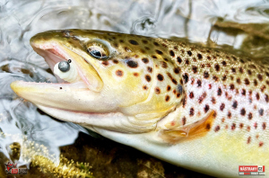troutgrub_l_potocak-9-300x200-1.jpg