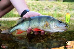 rapala_skitter_frog_okoun_1-300x200-1.jpg