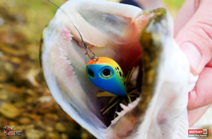 rapala_skitter_frog_stika_1-300x200-1.jpg