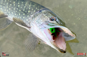 skitter_frog_rapala_stika_1-300x200-1.jpg