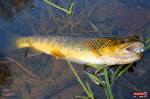 micro-tail-s--potocak-1-150x100-1.jpg