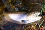 micro-tail-s--siven-1-150x100-1.jpg