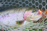 troutgrub_s_duhak-2-150x100-1.jpg