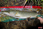 big_snake_stika_7-150x100-1.jpg
