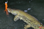big_snake_stika_9-150x100-1.jpg