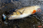 whopper-plopper-tloust-1-150x100-1.jpg