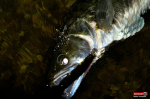 wobler-tournament--candat-6-150x100-1.jpg