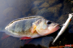 wobler-tournament--okoun-1-150x100-1.jpg