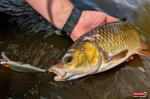 wobler-tournament--tloust-2-150x100-1.jpg