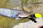 3stan_fatty100-jointed-sumec-7-150x100-1.jpg