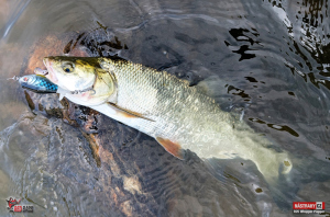r2s-plopper-bolen-1-300x200-1.jpg