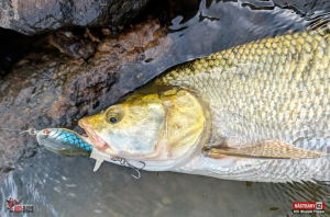 r2s-plopper-bolen-2-300x200-1.jpg