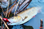r2s-plopper-tloust-1-150x100-1.jpg