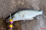 mandula-candat-2-150x100-1.jpg