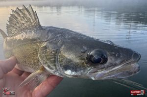 nymfa_xl_candat_332-300x200-1.jpg