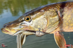 nymfa_xl_stika_73-150x100-1.jpg