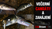 VIDEO: Večerní candáti - Trocha praxe. | Přívlač Live #145 VIDEO: Večerní candáti - Trocha praxe. | Přívlač Live #145