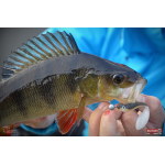 Smáček REDBASS ALS