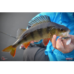 Smáček REDBASS ALS