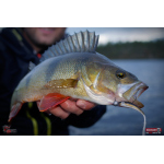 Smáček REDBASS ALS