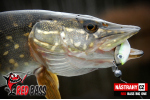 Velký smáček REDBASS BIG ONE 5