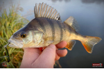 Cikáda Metal Vib Daiwa Prorex 5,5 cm, 21 g