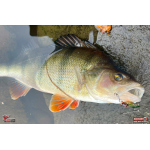 Cikáda Metal Vib Daiwa Prorex 3,8 cm, 7 g