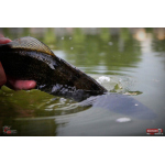 Ripper REDBASS KICKER XS - 42 mm