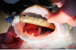 Ripper REDBASS KICKER XX - 155 mm