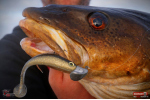 Ripper REDBASS KICKER XX - 155 mm