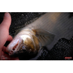 Ripper REDBASS MAGNETO S - 67 mm