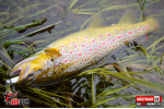 Ripper REDBASS MAGNETO XS - 53 mm