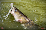 Nymfa REDBASS Nr. 1 XXL - 200 mm - 1 ks