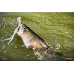 Nymfa REDBASS Nr. 1 XXL - 200 mm - 1 ks