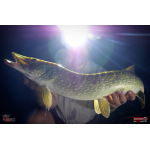 Nymfa REDBASS Nr. 1 XXL - 200 mm - 1 ks