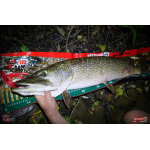 Nymfa REDBASS Nr. 1 XXL - 200 mm - 1 ks