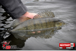 Nymfa REDBASS Nr. 1 L - 80 mm - 1 ks