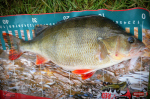 Nymfa REDBASS Nr. 1 L - 80 mm - balení 5 ks
