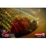 Nymfa REDBASS Nr. 1 S - 53 mm - 1 ks