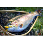 Nymfa REDBASS Nr. 1 S - 53 mm - 1 ks