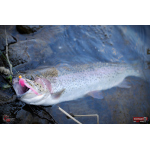 Nymfa REDBASS Nr. 1 S - 53 mm - 1 ks