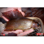 Nymfa REDBASS Nr. 1 S - 53 mm - 1 ks