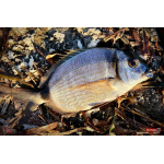 Nymfa REDBASS Nr. 1 S - 53 mm - 1 ks