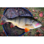Nymfa REDBASS Nr. 1 S - 53 mm - 1 ks