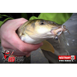 Nymfa REDBASS Nr. 1 S - 53 mm - 1 ks