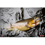 Nymfa REDBASS Nr. 1 S - 53 mm - 1 ks